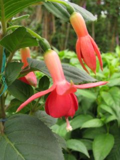 Fuchsia Arno van Bree 02